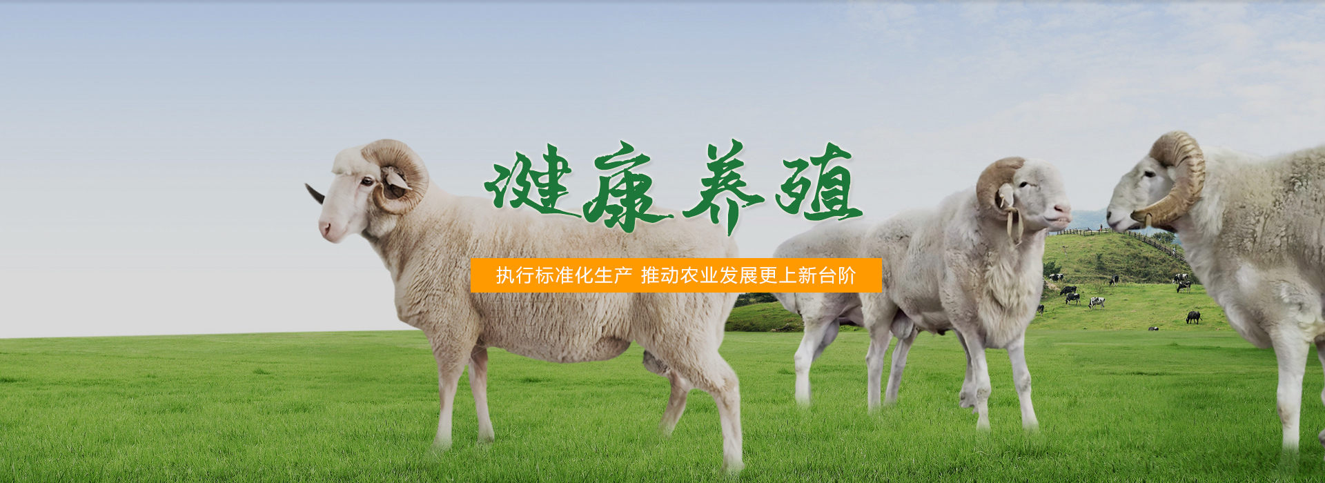 小尾寒羊